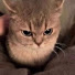 zjuCL8EYIQI-channel-avatar-scoobert
