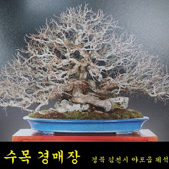 김천수목분재경매장