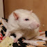 mFHYQA2VFAE-channel-avatar-krisyaki pupsyaki my rats and cows