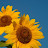 @Doit-flower