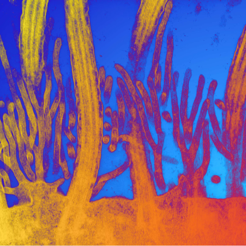 Biomedical Imaging Unit - Southampton