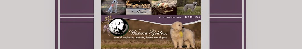 Wisteria Goldens Avatar de chaîne YouTube