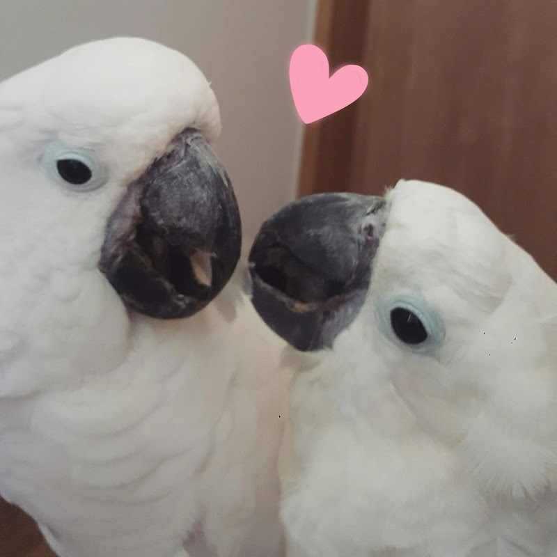 태공도사 Cockatoos