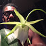 uPB53kF5u5c-channel-avatar-TD Moore than just ORCHIDS