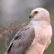 Wildlife Moments