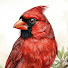 G-z_m7x4x8o-channel-avatar-Bird Sense