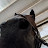 @sydney.the.equestrian