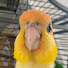 Iz2RYu52Fc8-channel-avatar-Nala the Caique