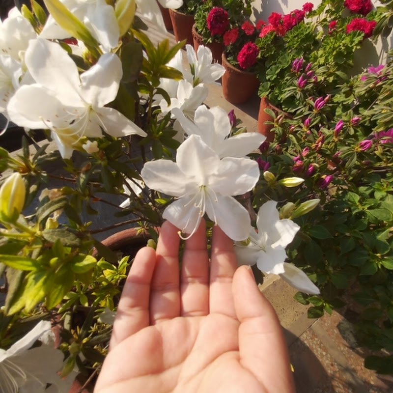 Sharadapokhrel