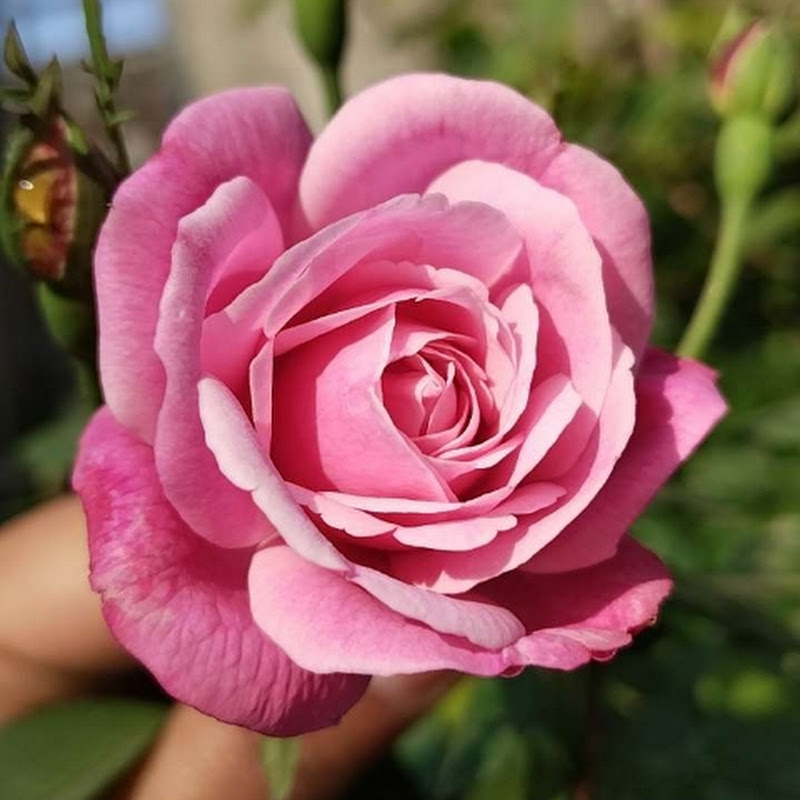 Beautiful flowers with Diksha sherawat 🌺🪴