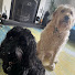 B-tJBeHwleA-channel-avatar-Moothedog0
