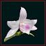 kqKHRmaSL0U-channel-avatar-VN Garden