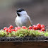 xrRvjVVEDXE-channel-avatar-Instant Birds