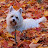 MY WESTIE, PUFY