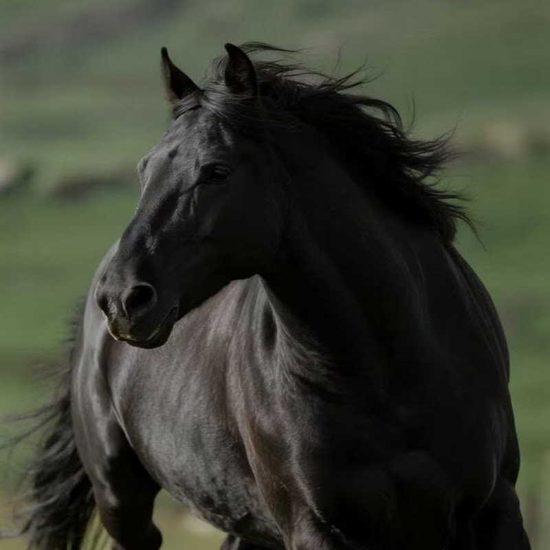 黑马投研看美股 Logo