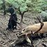 oxlm8egFcec-channel-avatar-Hunting deer with dogs NZ