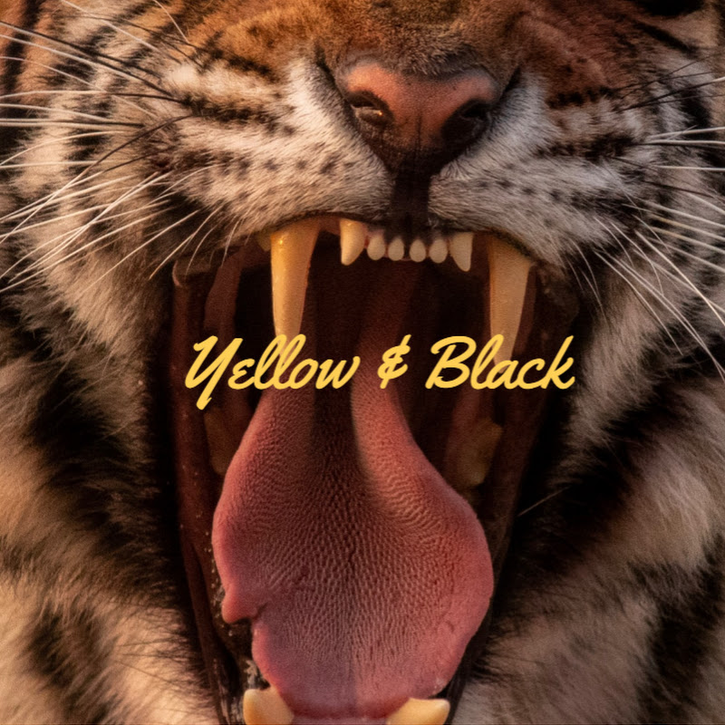 Yellow and Black icon