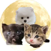 保護猫ときどき白いもふもふ