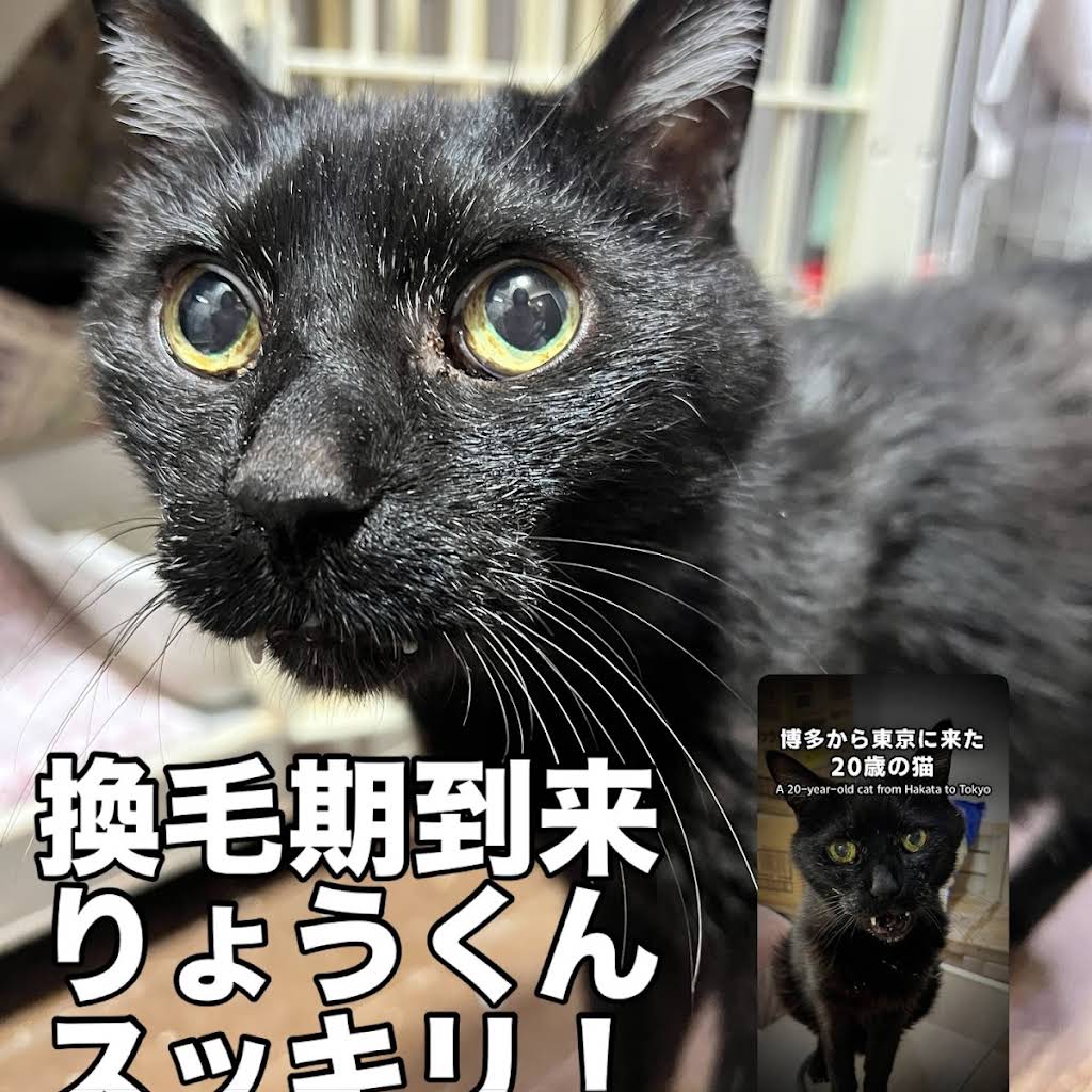 まあたねこを YouTube