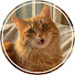 Kahb3BT3fJE-channel-avatar-Funny Puffy Cats
