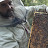 Estia beekeeping