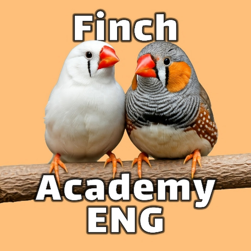 Finch Academy ENG