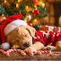 KotJNDReY7g-channel-avatar-Dog Harmony Lounge