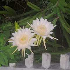 TQT lộc Rực rỡ 