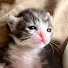 lNSsp_xppiQ-channel-avatar-ぬくもり猫