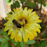 9a05pkmd1MA-channel-avatar-Growing North Homestead