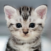 Tiny Kittens - Rescue Center