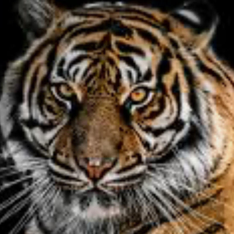 Hire atar-teñir — Pets & Animals YouTube creator for sponsorships