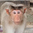 ohqH-rWuWac-channel-avatar-Rana Chandu. monkey catching 📞