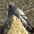 XXrQppJm984-channel-avatar-infolaso