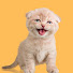 yeQcwu6aKkg-channel-avatar-Rescue Cat Sanctuary 