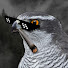 bpaguk81vz0-channel-avatar-GANOVENHABICHT