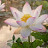 @Just-as-a-lotus Avatar