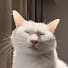 MEe9oaK86OU-channel-avatar-Love cats every day