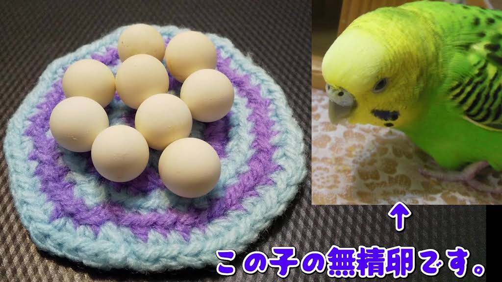 せきせいいんこ セキセイインコの種類・特徴・おすすめポイント！（動画も紹介