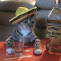 Gato Mexicano