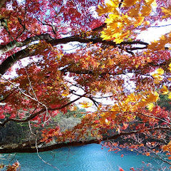 平凡な外国人BingFamilyの投資チャンネルアイコン画像