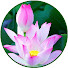 XupLMNeBM1g-channel-avatar-Giáo lý nhà Phật