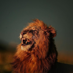 Логотип каналу wildlife_lion_02
