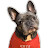 Fecchannel - French Bulldog girl Felix