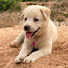 IneTE5iFbjQ-channel-avatar-The Village Paws 