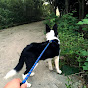 Catopia Image Thumbnail