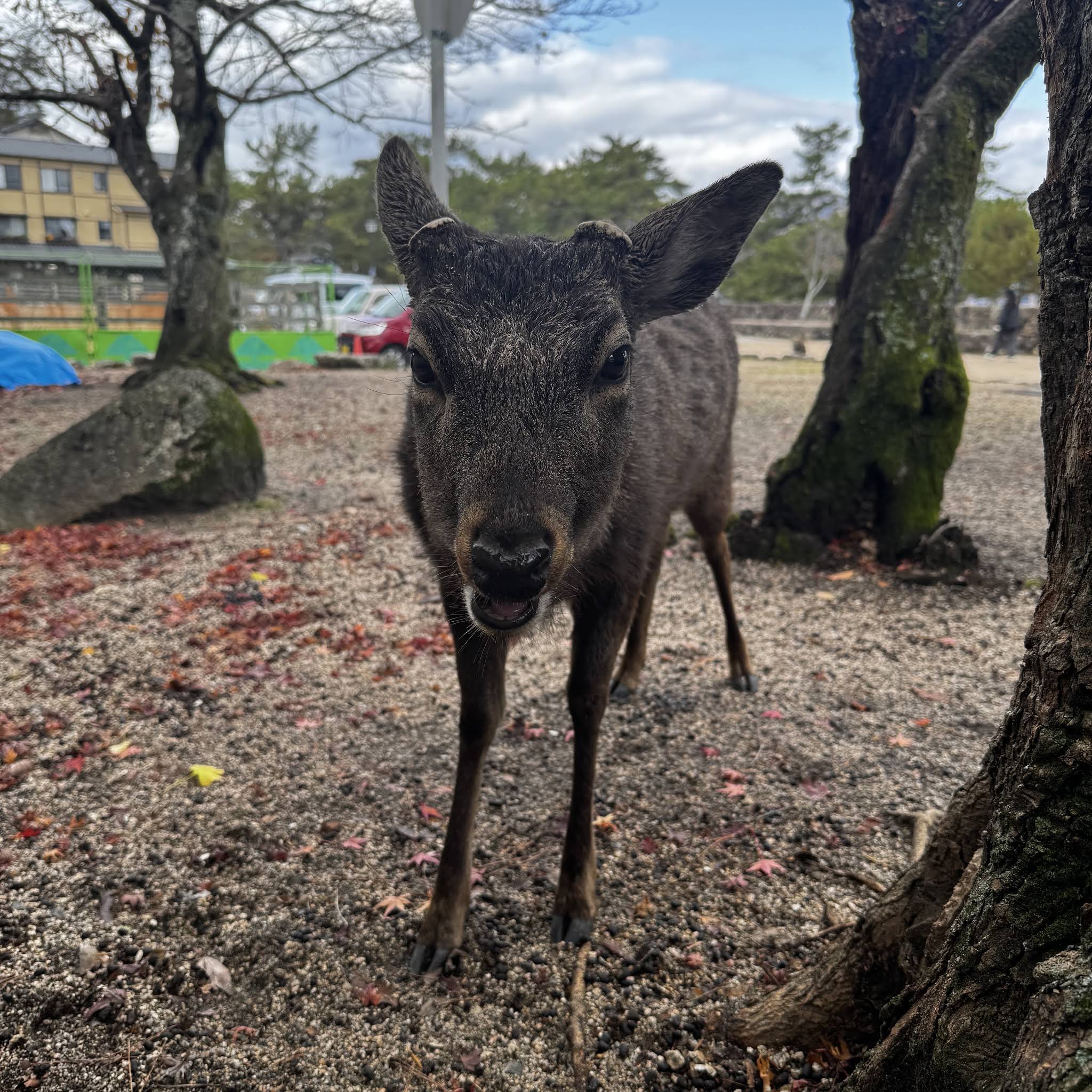 Post from いつくしか - 宮島の鹿さん給餌活動