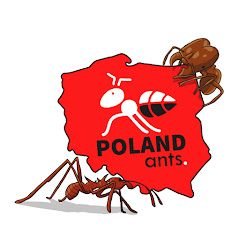 Mrówki Poland Ants channel logo