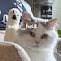 1ROVmYD8Nkw-channel-avatar-【猫ハック】愛する猫と長く暮らすための勉強部屋