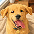 K_sIwXvEfNc-channel-avatar-Paws and Love